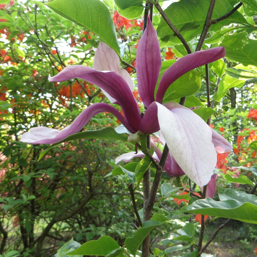 Magnolia liliiflora "Nigra"