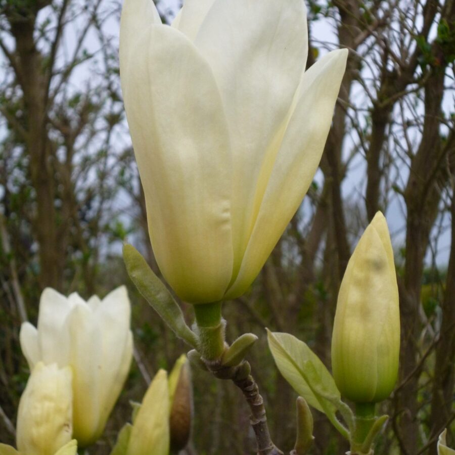 Magnolia x brooklynensis "Yellow Lantern"