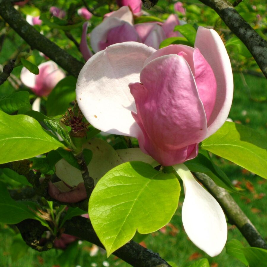 Magnolia x soulangeana "Rustica Rubra"