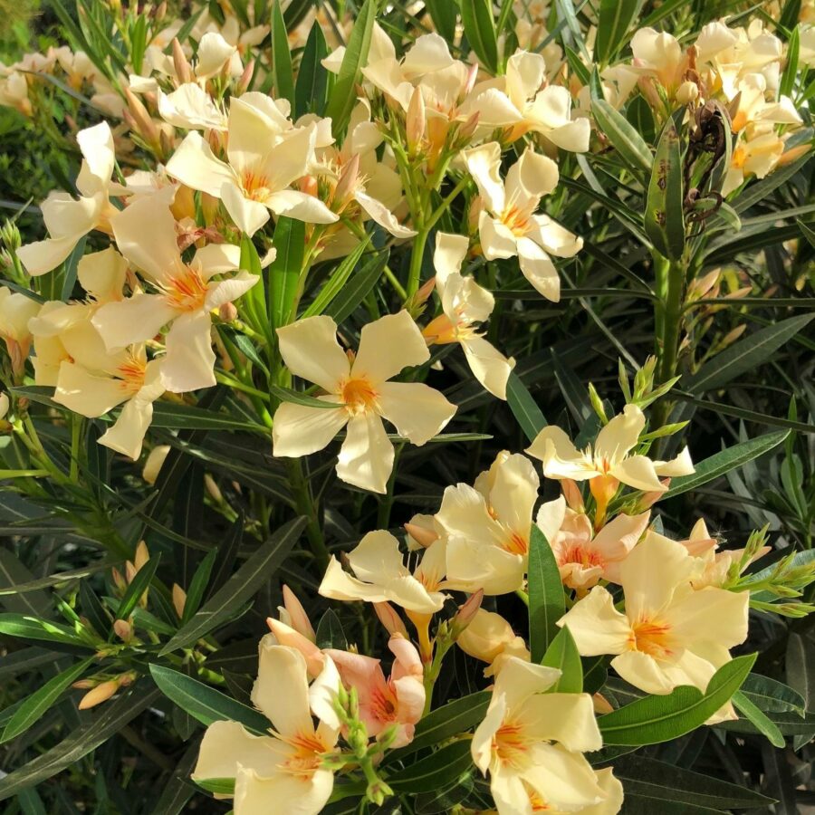 Nerium oleander "Angiolo Pucci"