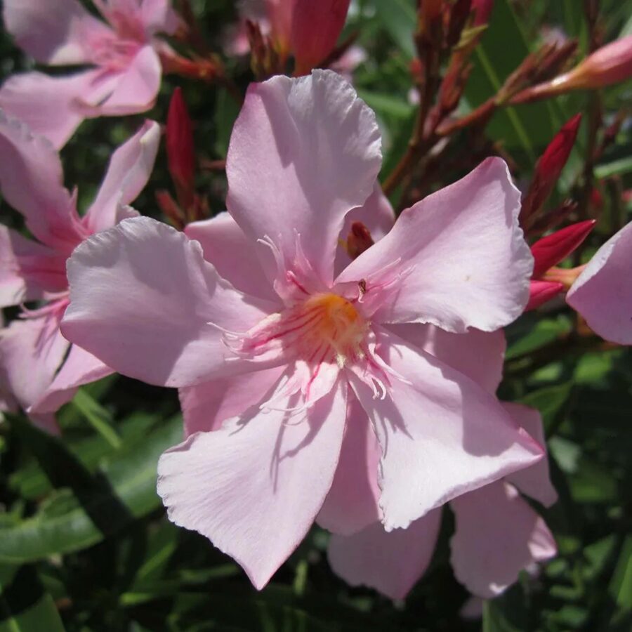 Nerium oleander "Sealy Pink"