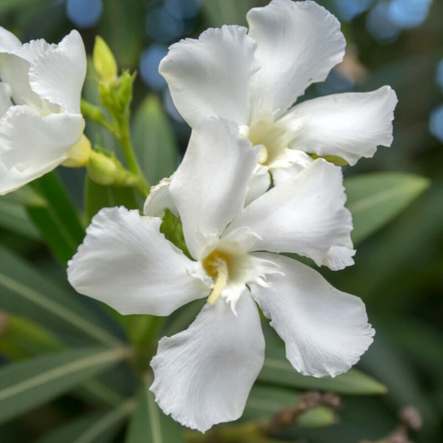 Nerium oleander "Toulouse"