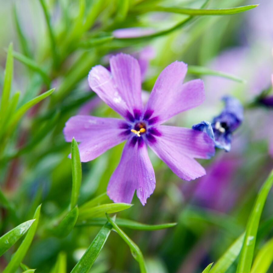 Phlox subulata "Purple Beauty"
