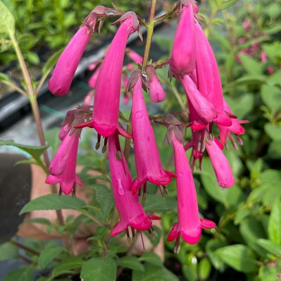 Phygelius capensis "Candy Drops Deep Rose"