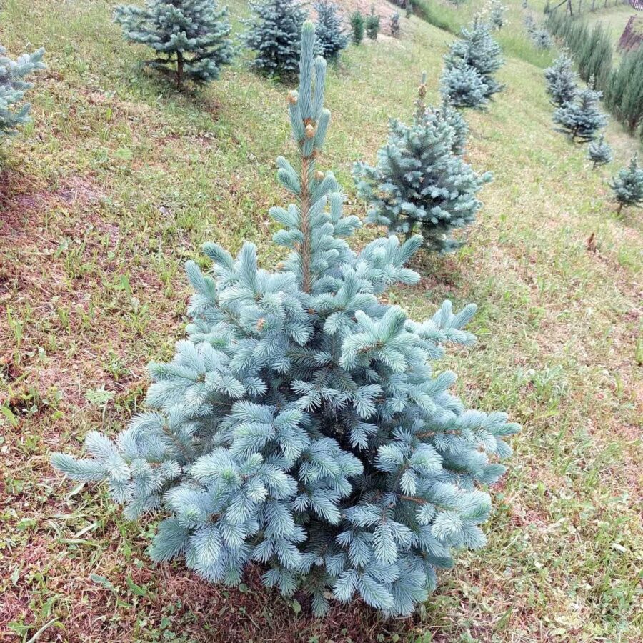 Picea pungens "Super Blue"