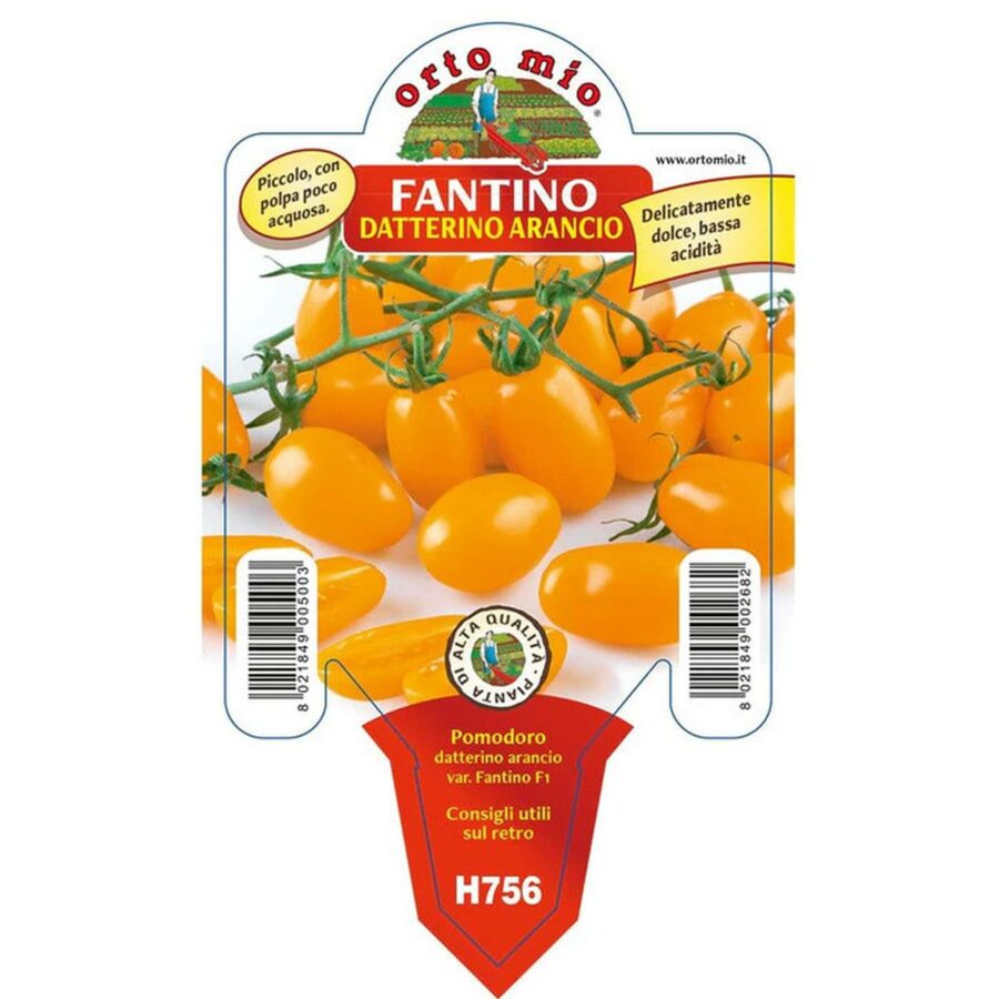 Pomodoro Datterino arancione "Fantino F1"