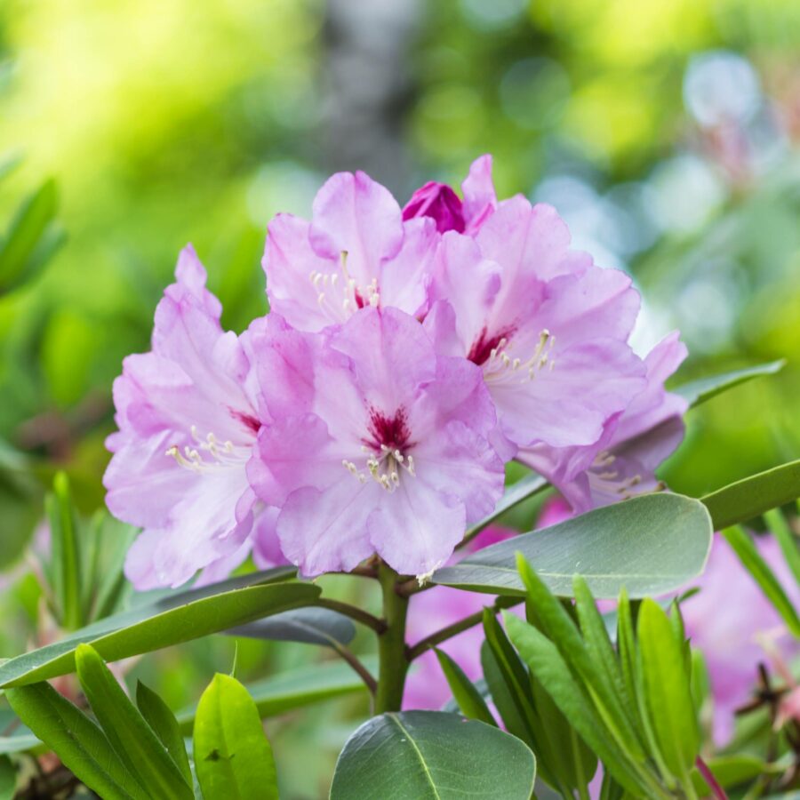Rhododendron in variet