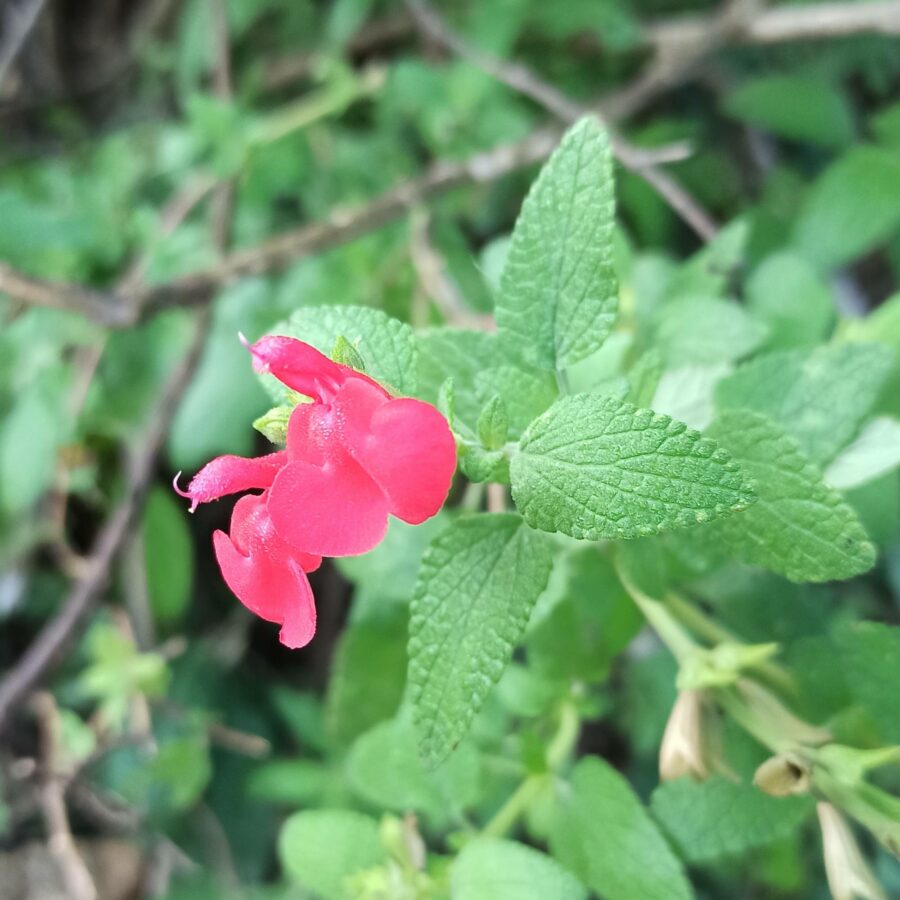 Salvia grahamii