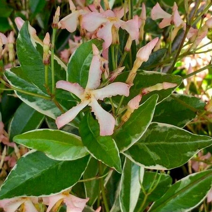 Trachelospermum jasminoides "Star of Milano"