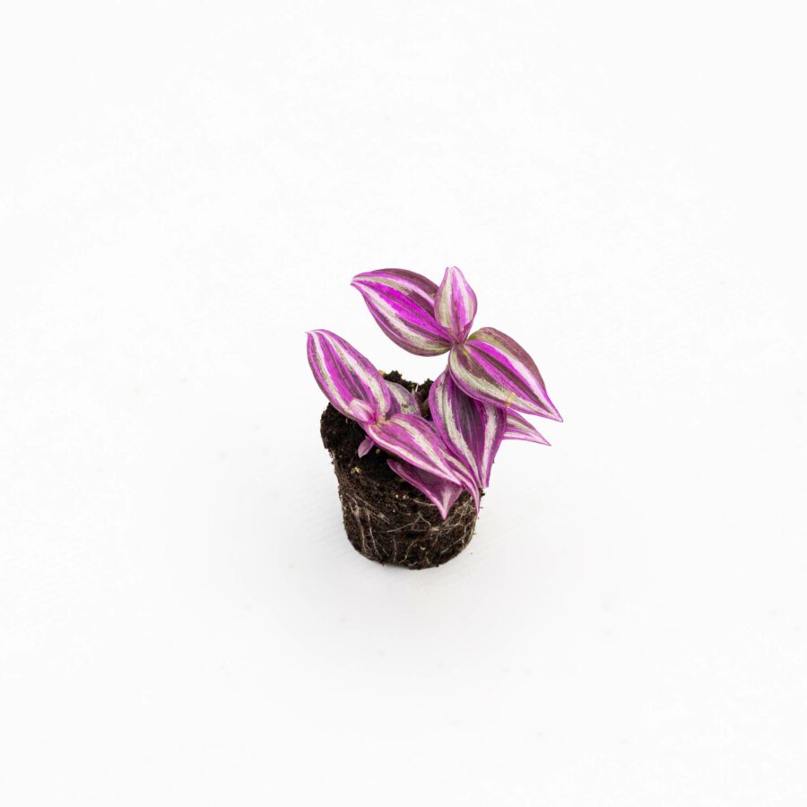 Tradescantia zebrina "Pink Paradise" Baby Plant