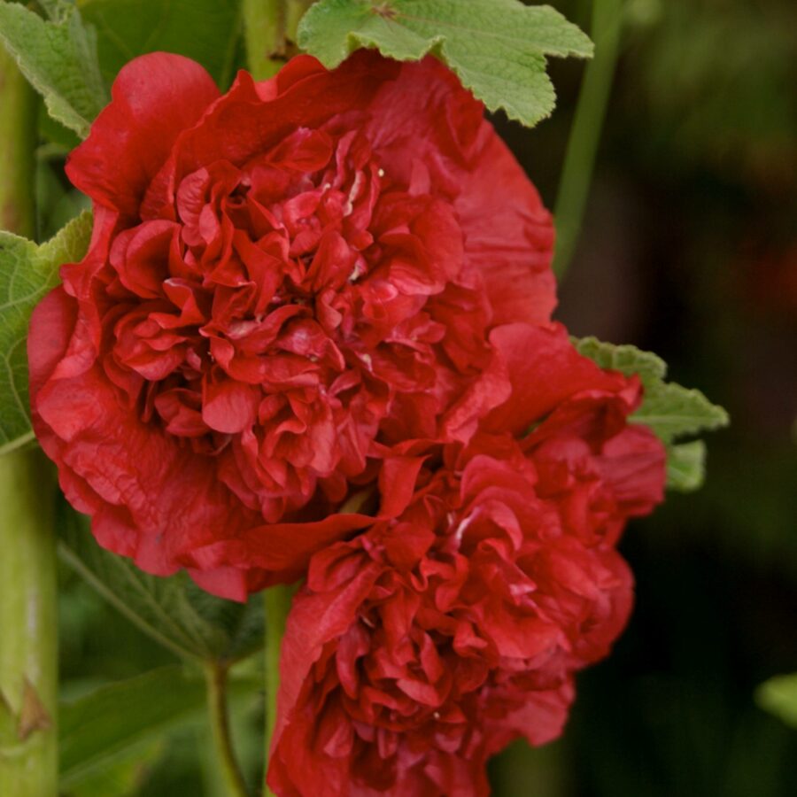 Alcea rosea "Chater's Double Scarlet"
