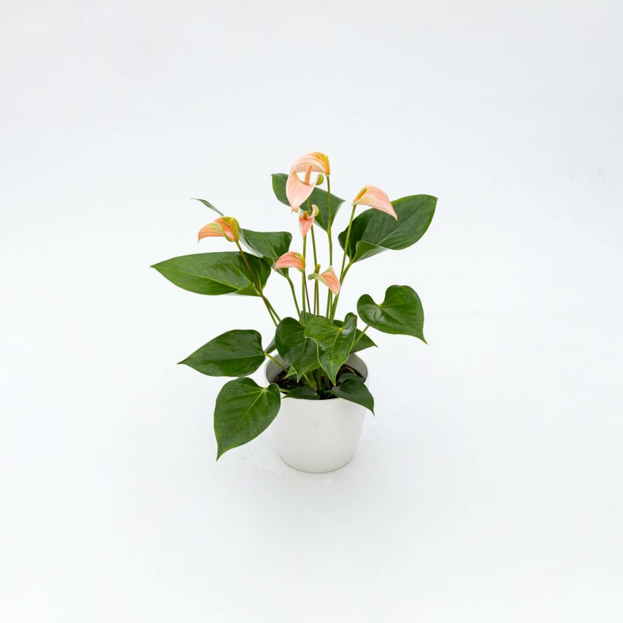 Anthurium andreanum "Joli Peach"