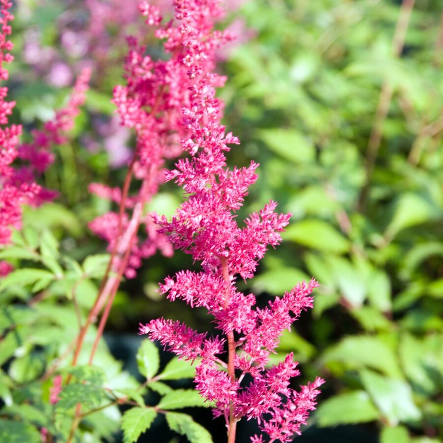 Astilbe x arendsii "Fanal"