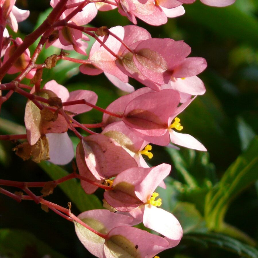 Begonia "Dragon Wing Pink"