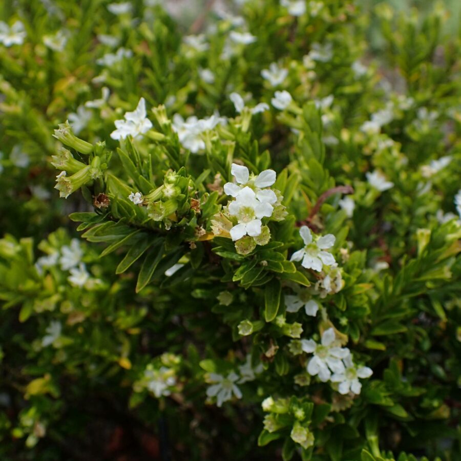 Cuphea hyssopifolia "White"