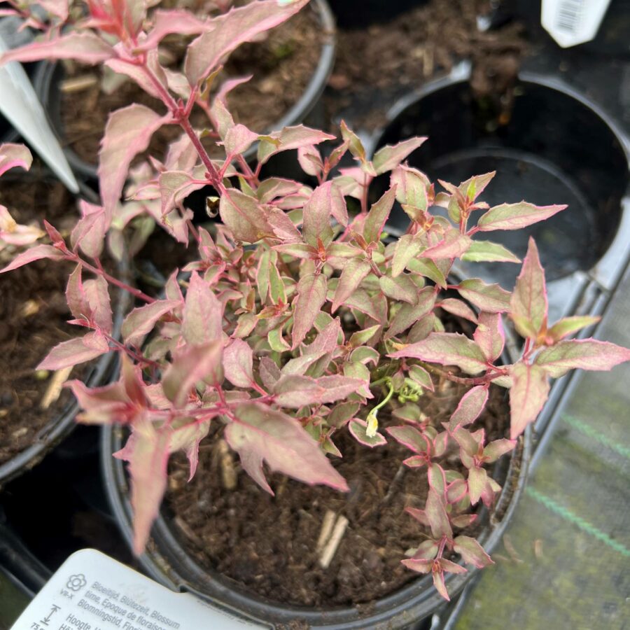 Fuchsia magellanica "Tricolor"