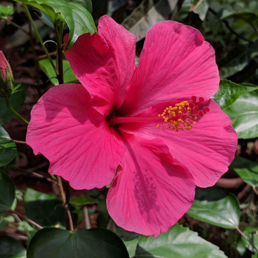 Hibiscus rosa-sinensis in variet