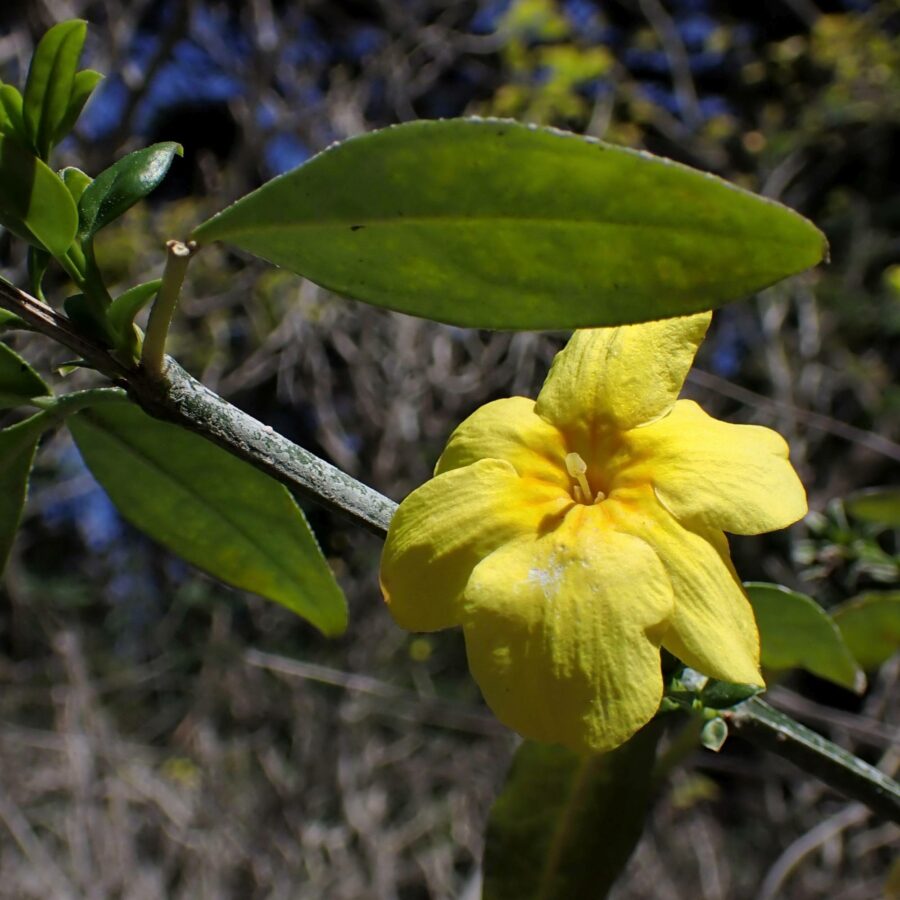Jasminum primulinum