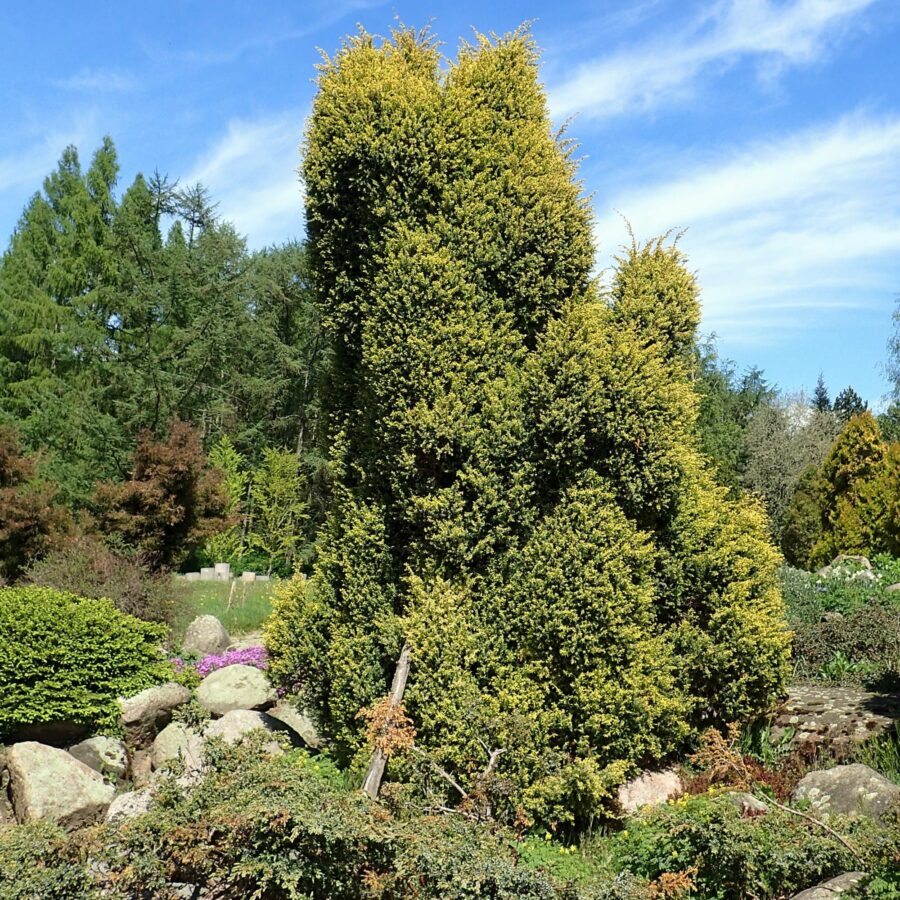 Juniperus communis "Gold Cone"