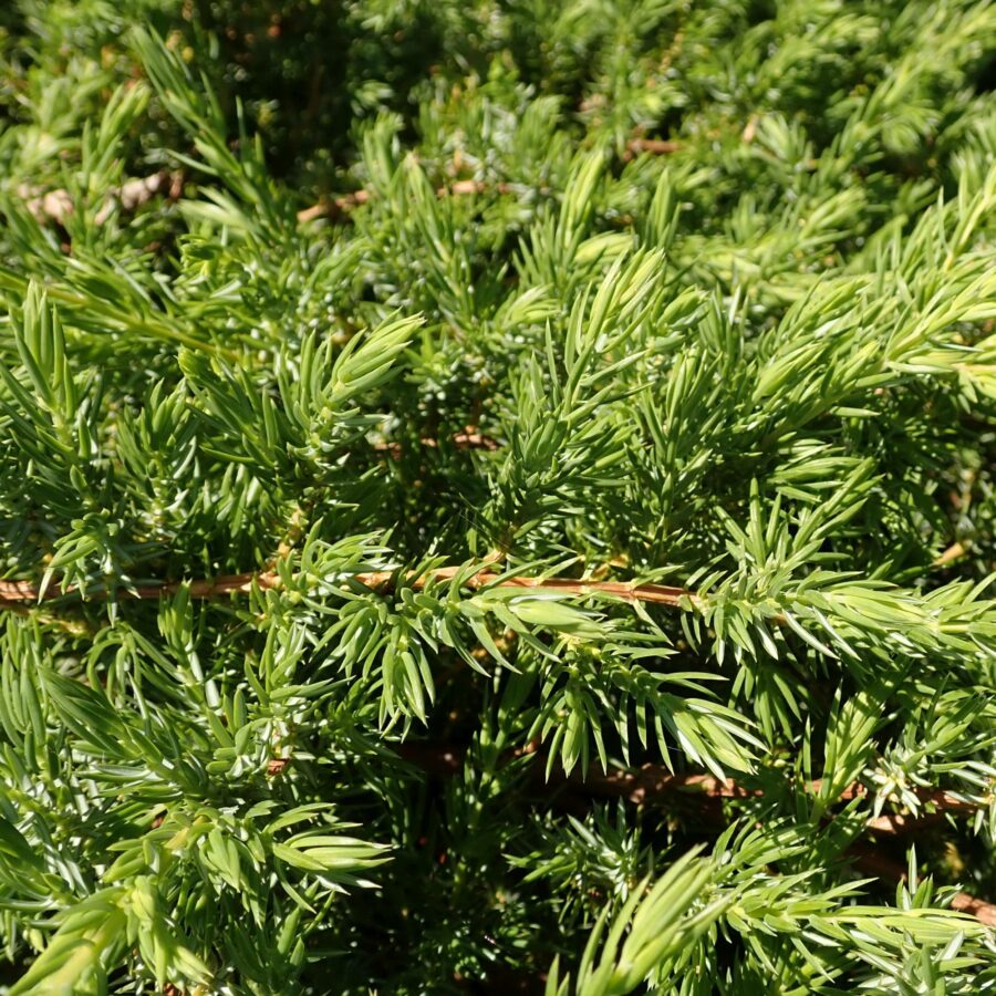 Juniperus conferta "Schlager"