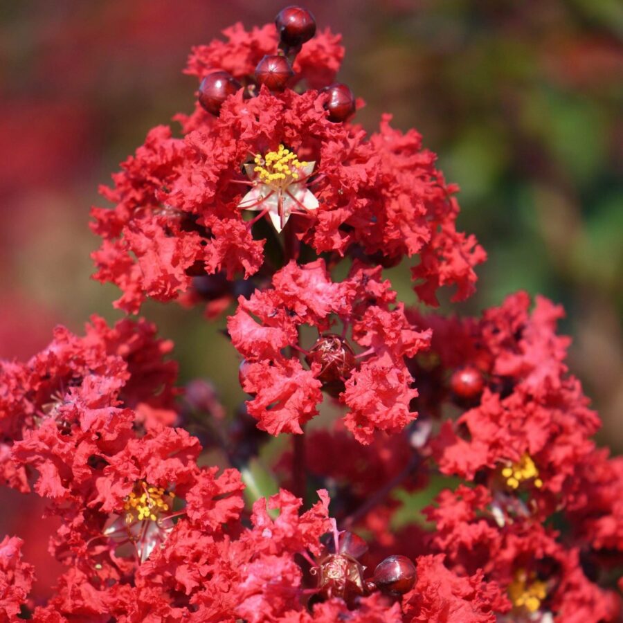 Lagerstroemia indica "Dynamite"
