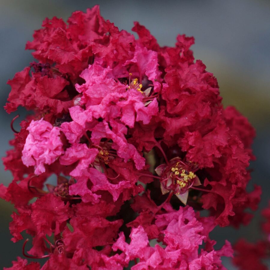 Lagerstroemia indica "Enduring Summer Red"