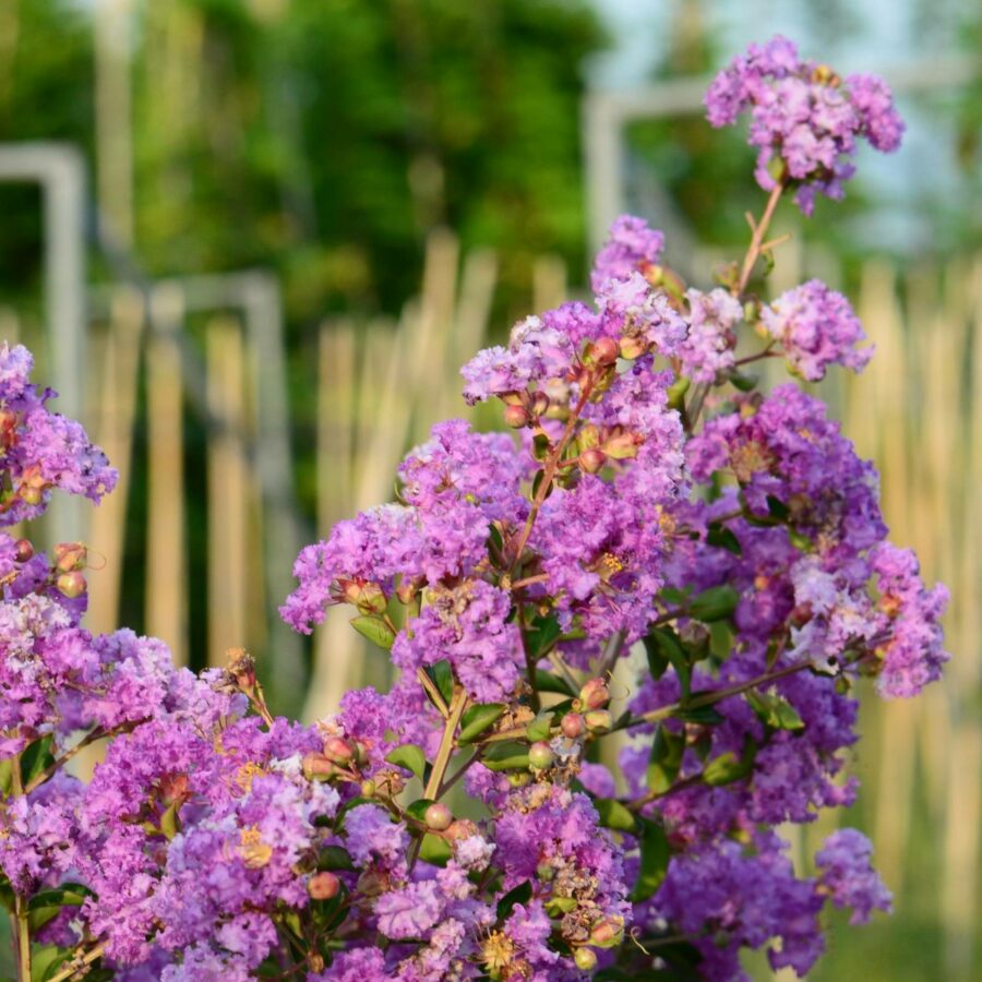 Lagerstroemia indica "Nana Petite Orchid"