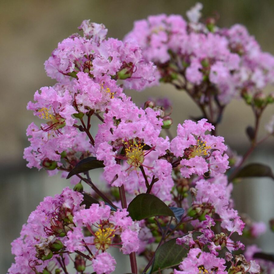 Lagerstroemia indica "Rhapsody in Pink"