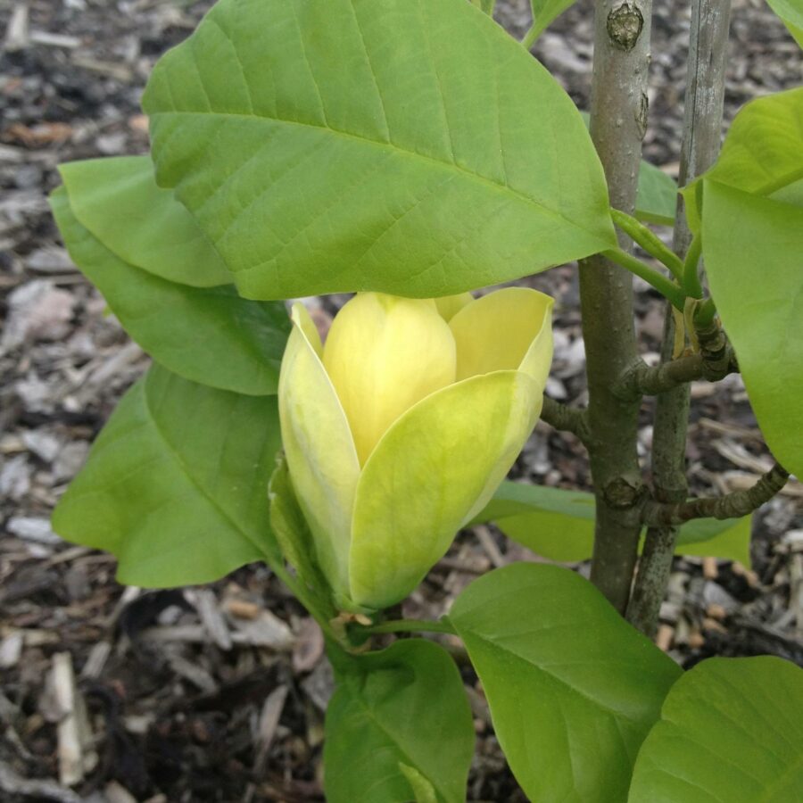 Magnolia x brooklynensis "Yellow Bird"