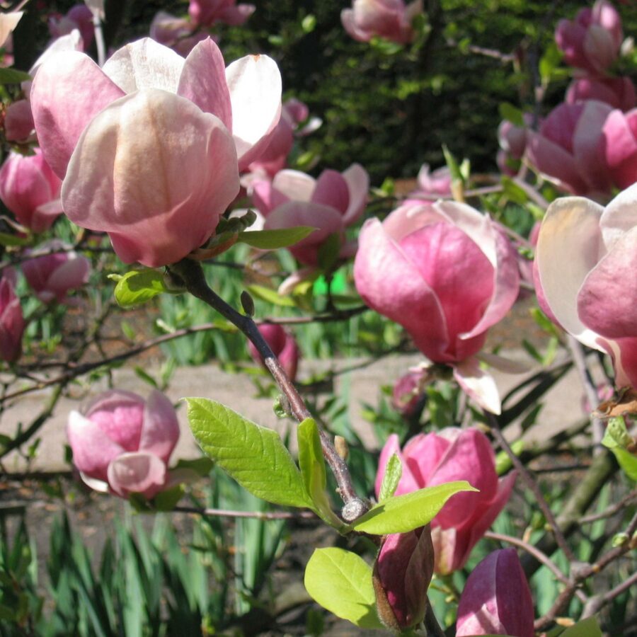 Magnolia x soulangeana "Lennei"