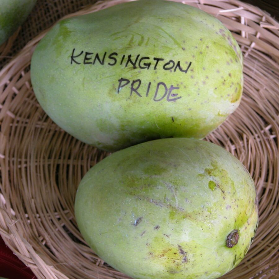 Mangifera indica "Kensington Pride"