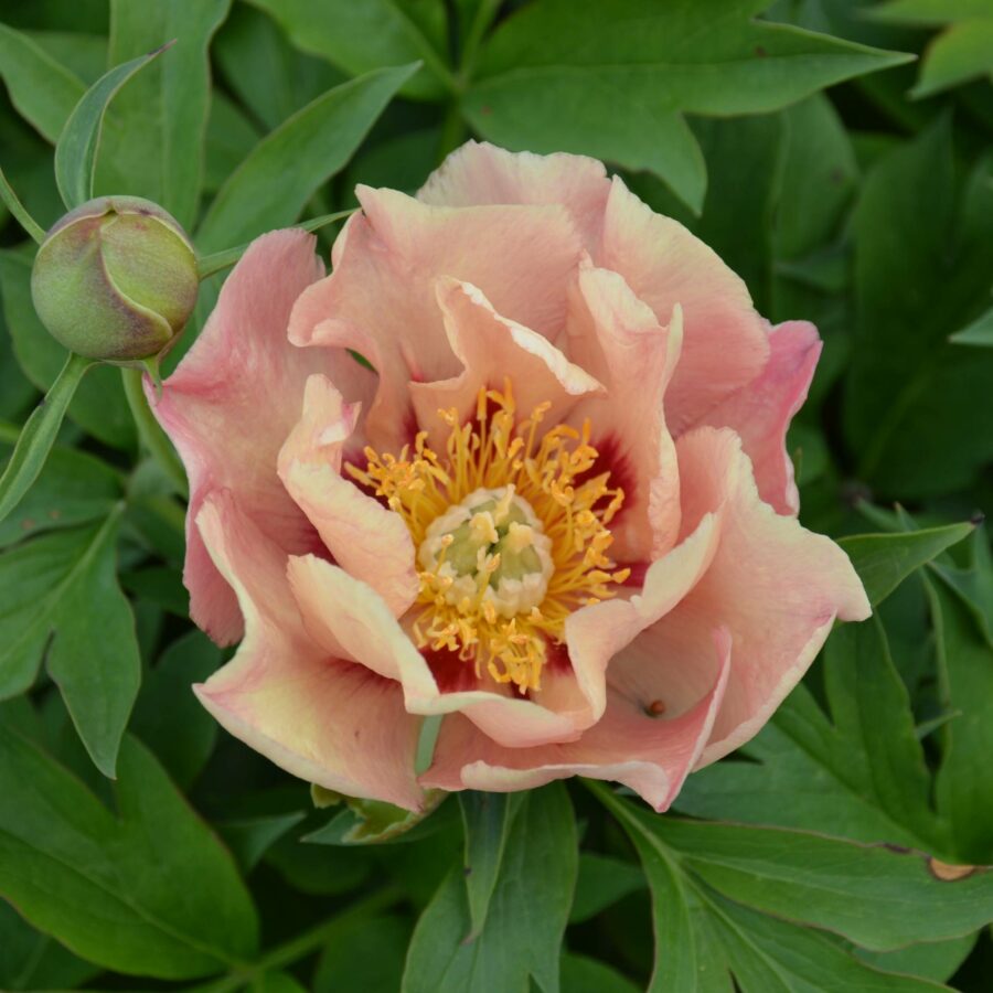 Paeonia "Old Rose Dandy"