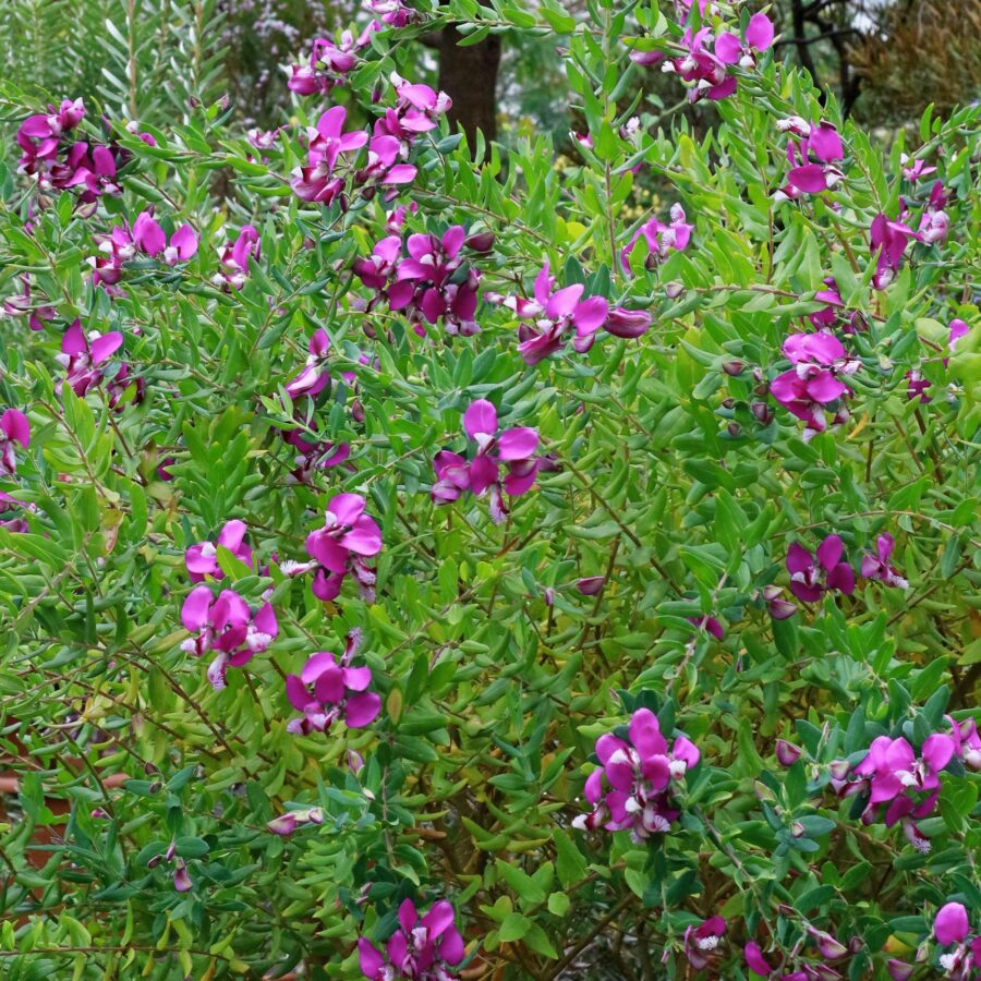 Polygala myrtifolia "Bibi Pink"