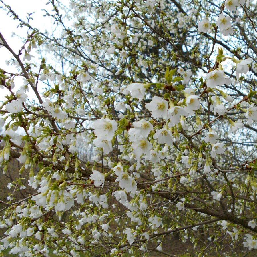 Prunus incisa "Yamadei"