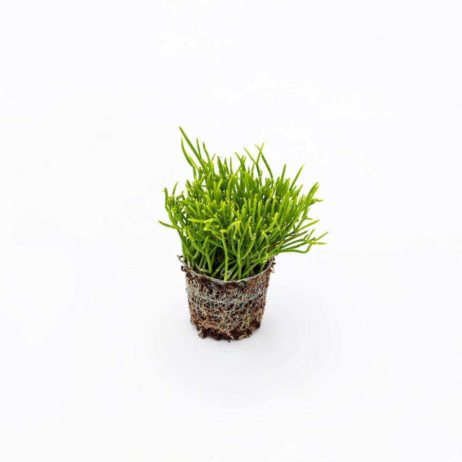 Rhipsalis cassutha "Cassera" Baby Plant