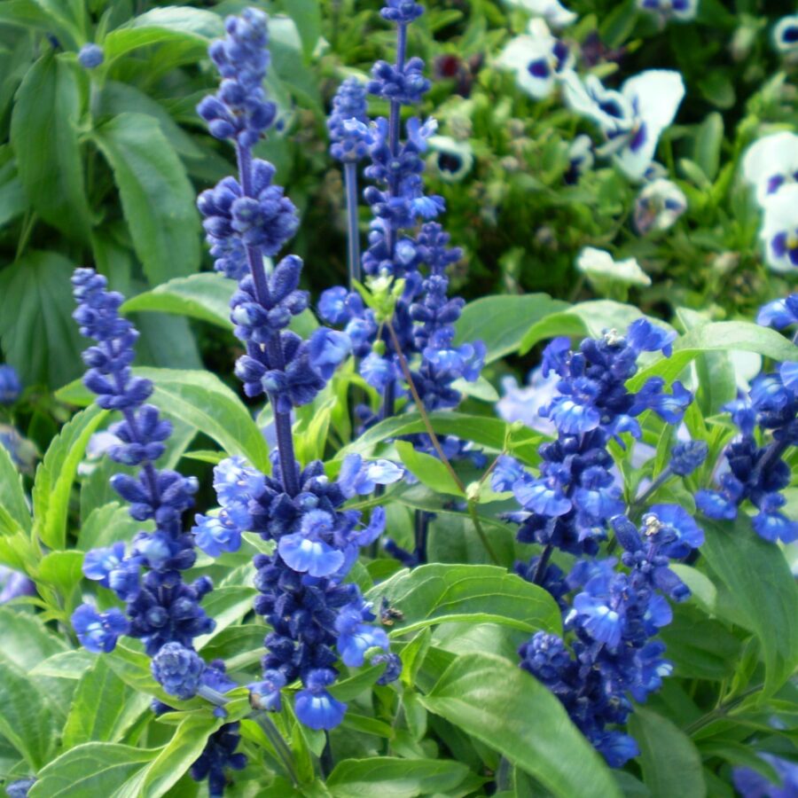 Salvia "Sallyfun Blue"