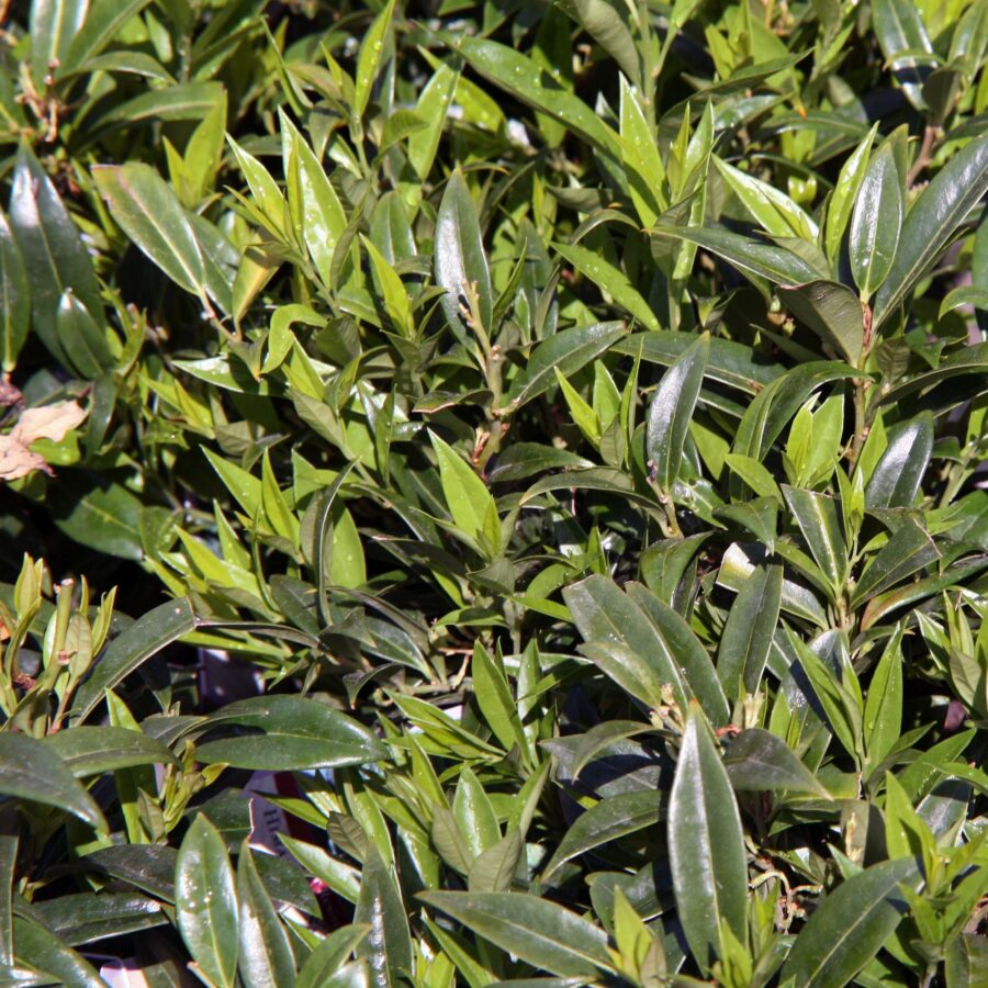 Sarcococca hookeriana "Fragrant Valley"