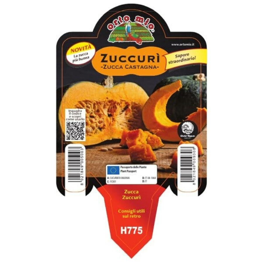 Zucca Castagna Zuccur