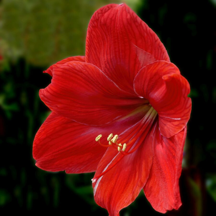 Amaryllis Red - Bulbo