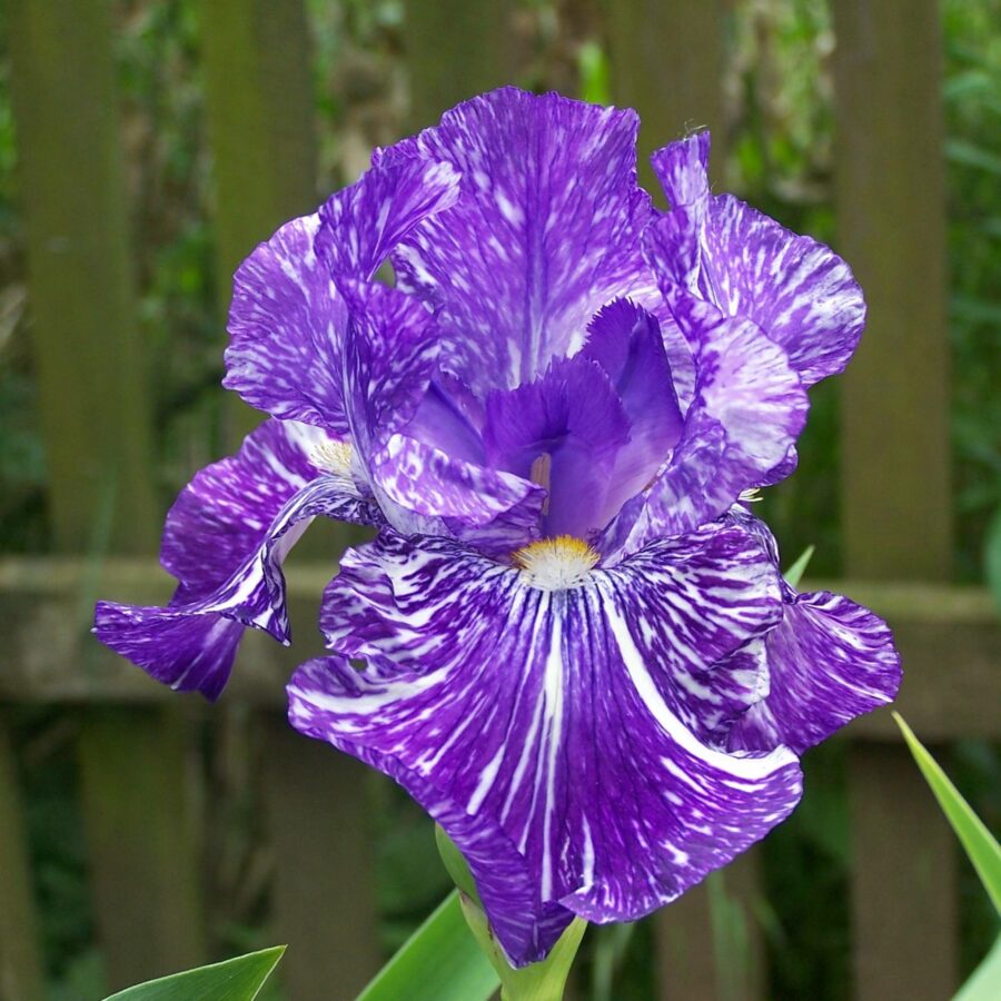 Iris germanica "Batik"
