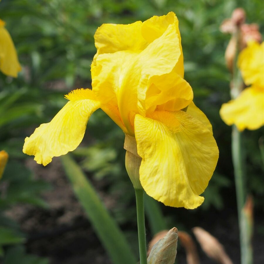 Iris germanica "Ola Kala"