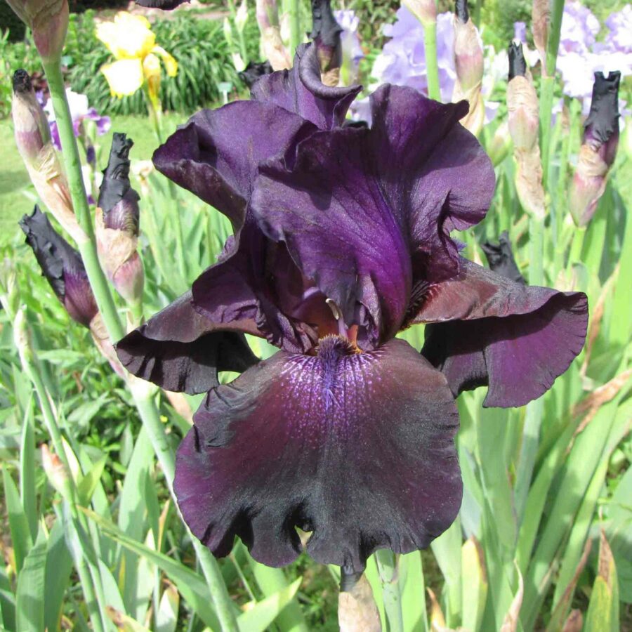 Iris germanica "Superstition"