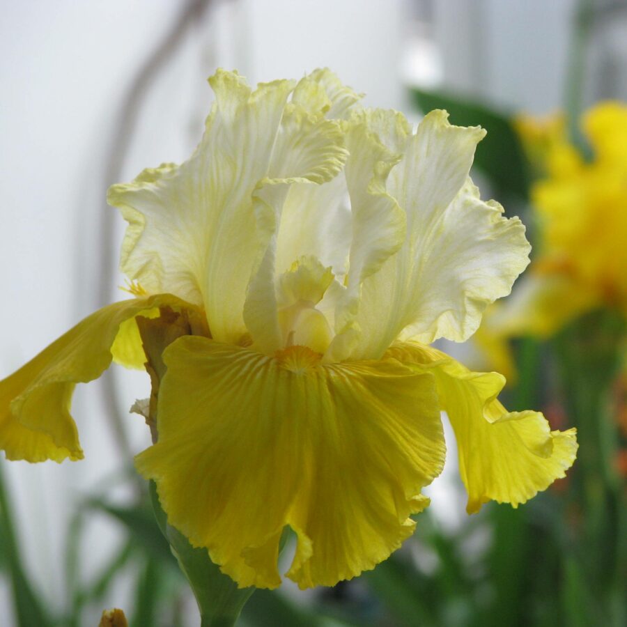 Iris germanica White and Yellow - Bulbi