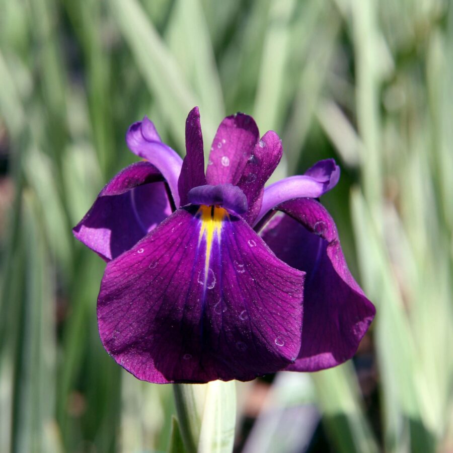 Iris kaempferi "Variegata"