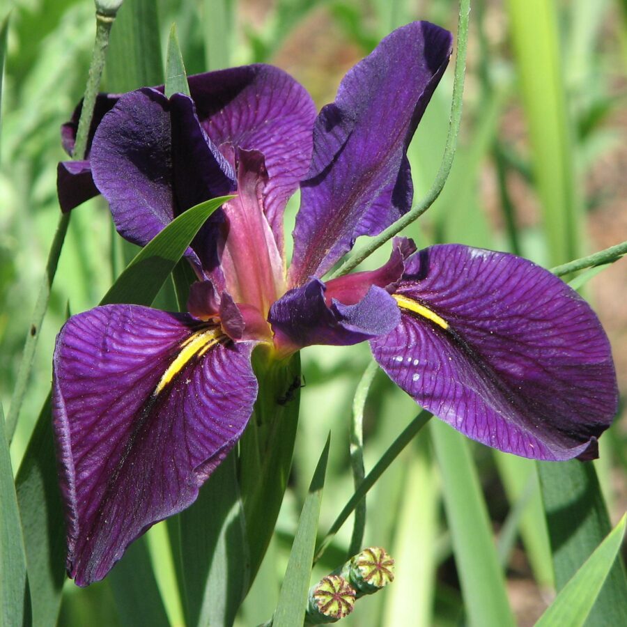 Iris louisiana "Black Gamecock"