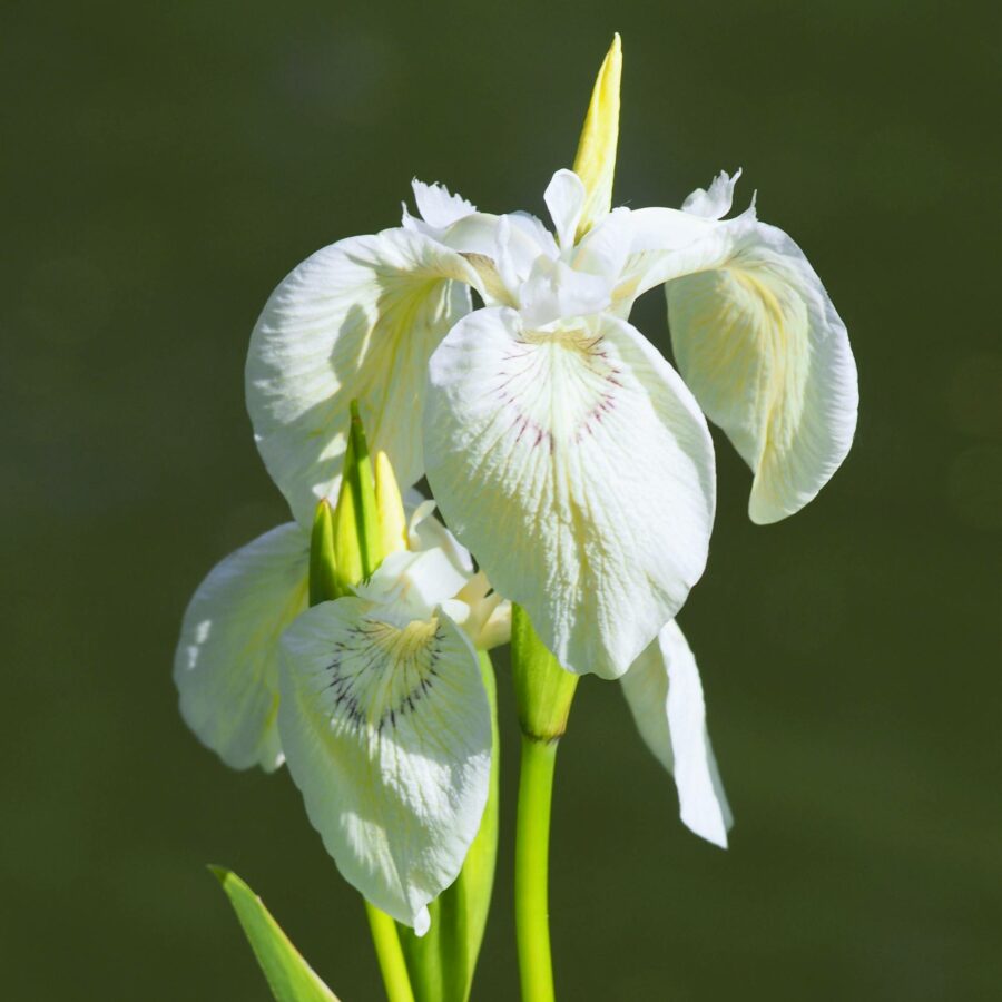 Iris pseudacorus "Alba"