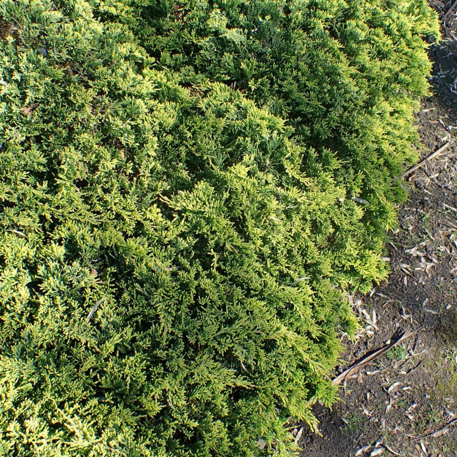 Juniperus occidentalis "Golden Carpet"