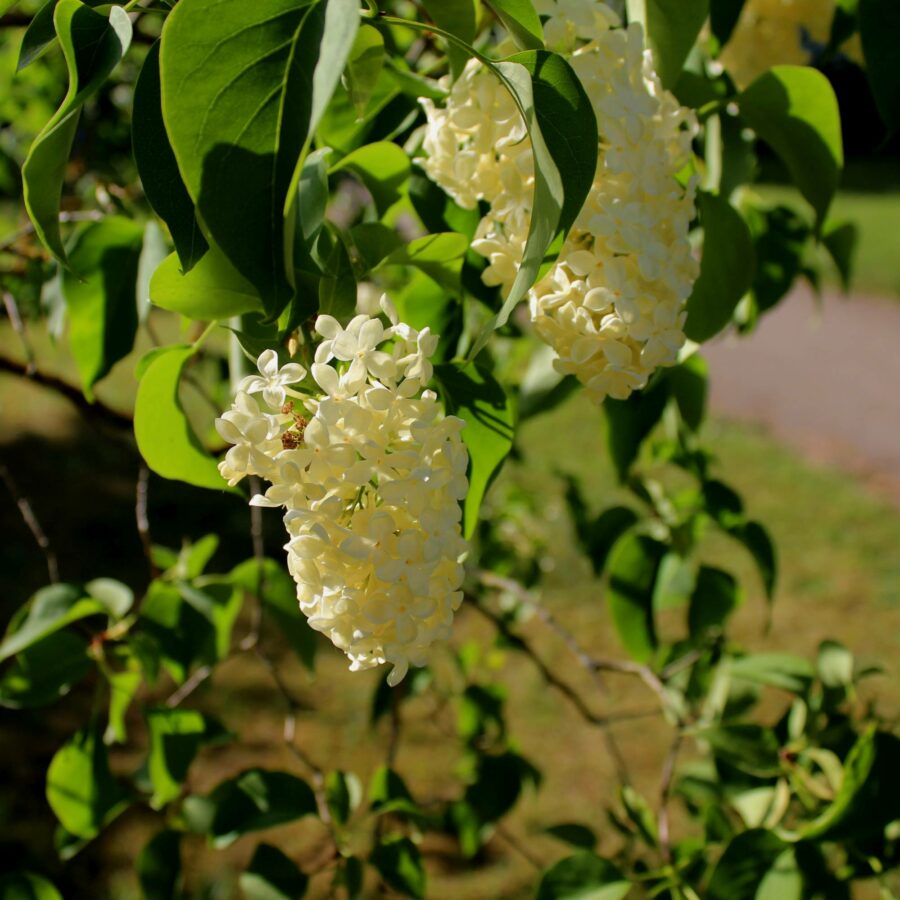 Syringa vulgaris "Primrose"